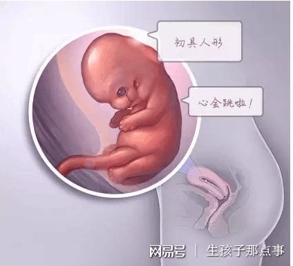 胚胎学家